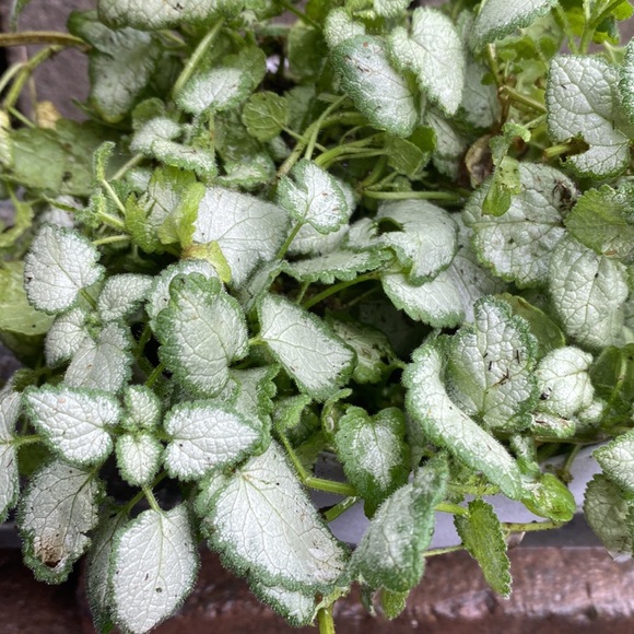 Spotted dead nettle Botanical name: Lamium maculatum Ground Cover - Picture 2 of 9
